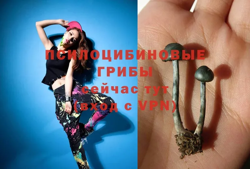 Псилоцибиновые грибы Psilocybine cubensis  Белорецк 